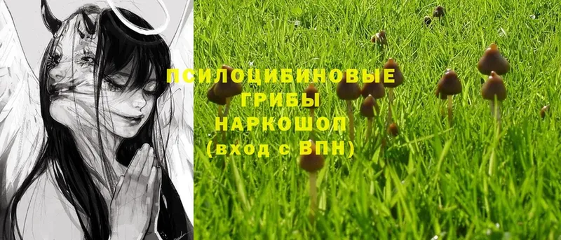 Галлюциногенные грибы Psilocybe  Гвардейск 